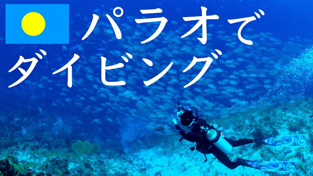 【Palau】パラオでダイビング　ペリリューでイレズミフエダイの放精放卵を見よう