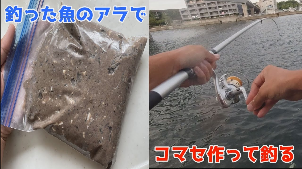 釣った魚のアラでコマセ作って釣る