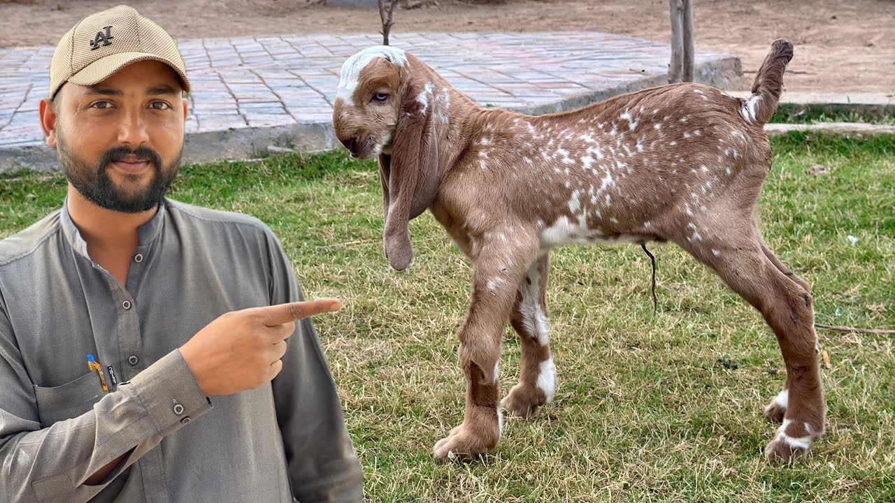 Son Of Sheru 