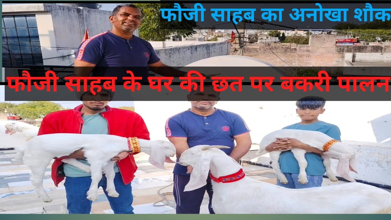 PART 2 फौजी साहब का अनोखा शौक।।जज्बा और जुनून ऐसा घर की छत पर बकरी पालन कर रहे हैं ।।