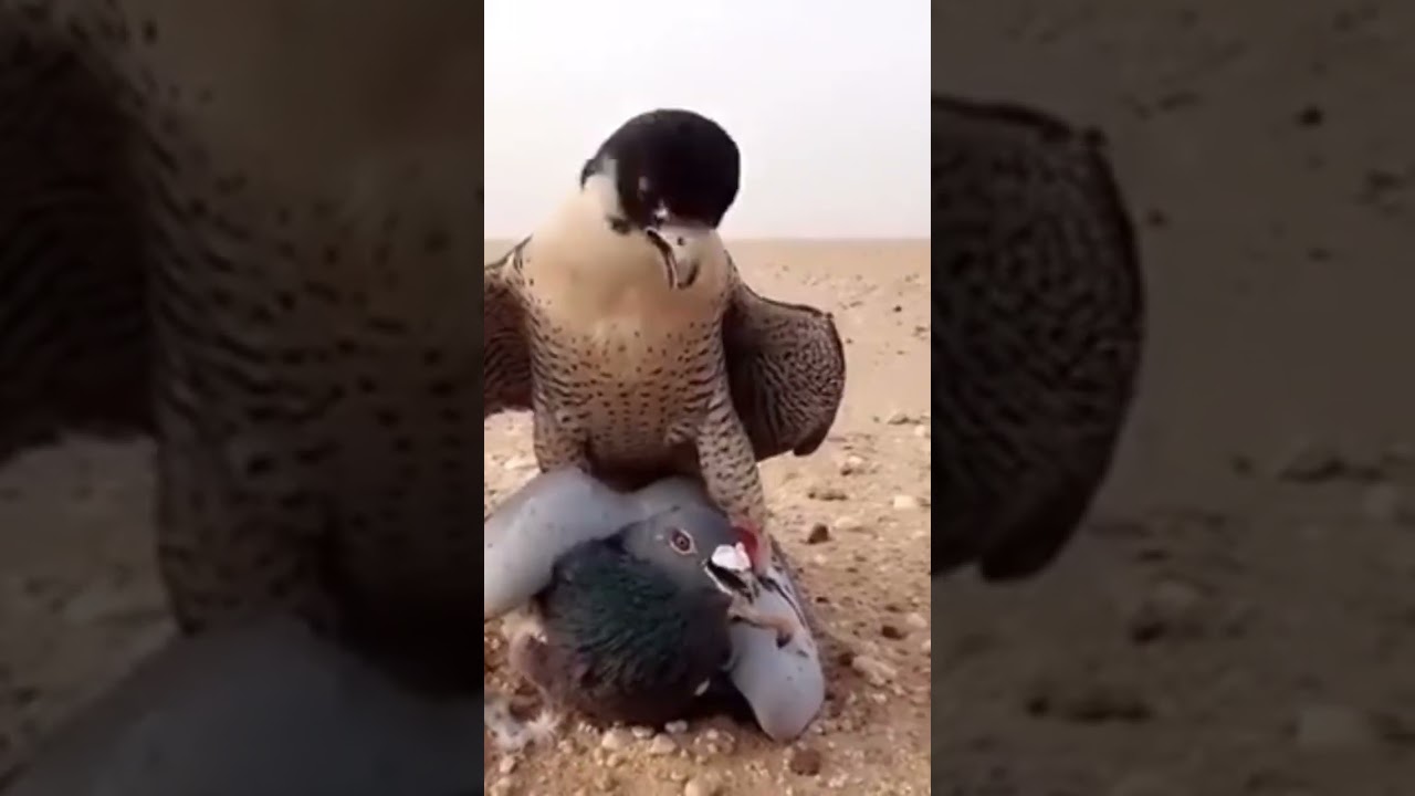 #adriaticolofttv#pigeonloft #falcon #kalapati #kawawa #goodvibes #pigeon #pigeonracing #trending