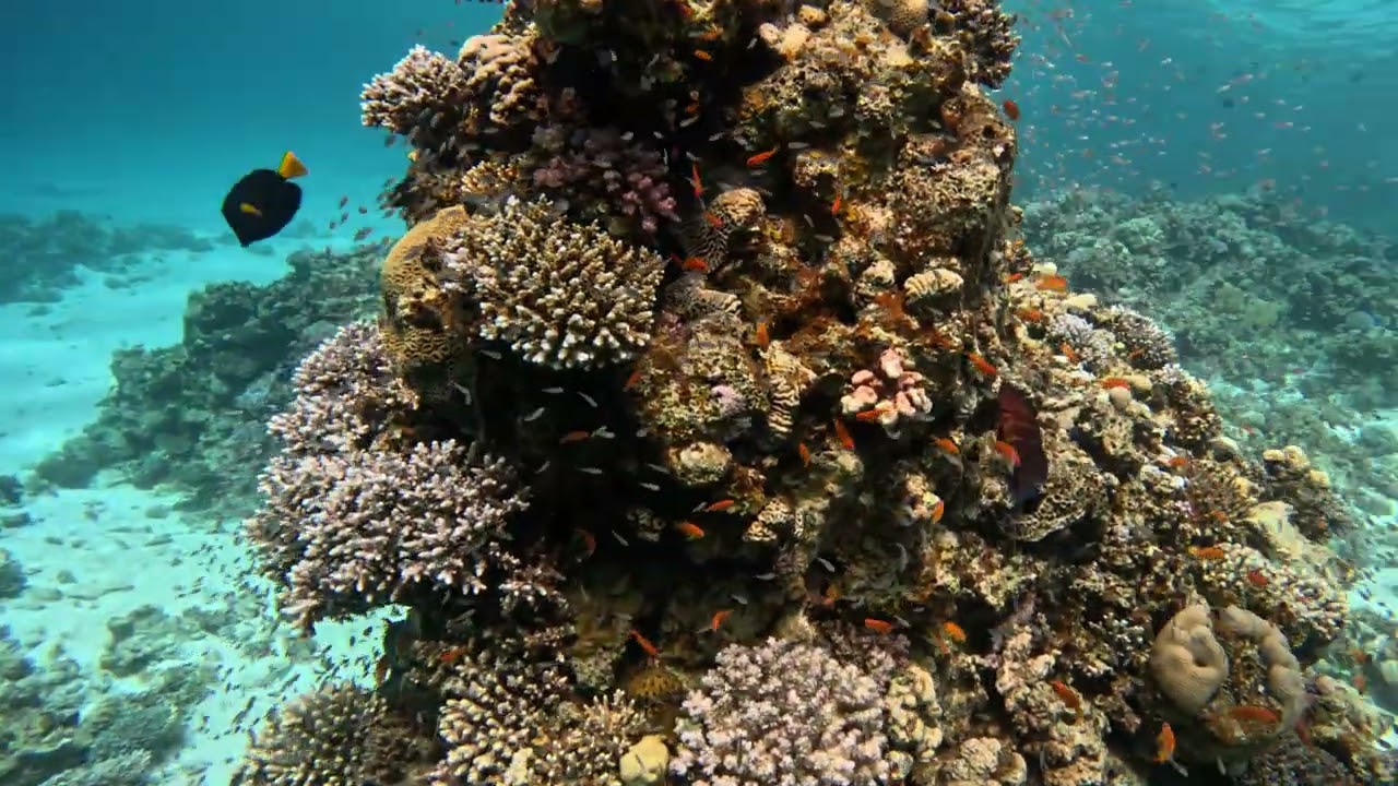 Diving in Dahab, Egypt - Dive Day 2