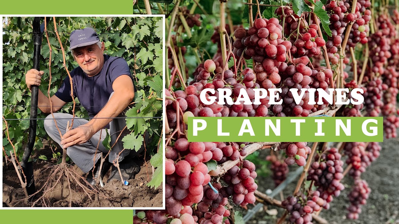 Planting a Grape Vines  in Autumn
