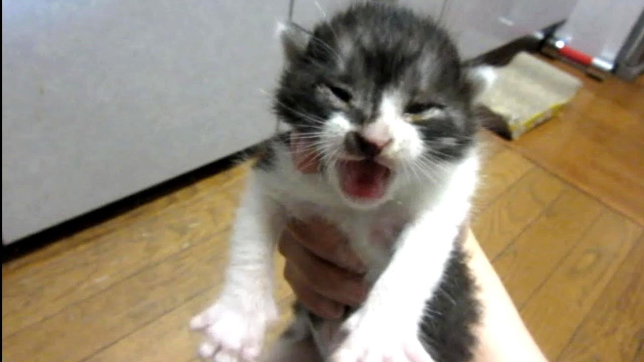 子猫が鳴いているレスキューに走ったあの日から6年　幸せを掴む幸運の子猫おてんちゃん【NO.1】