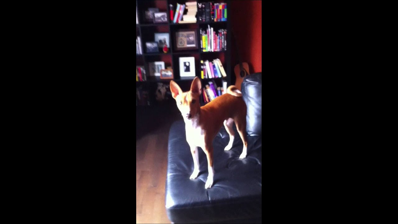 Hendrix the Yodeling, Howling Basenji - 