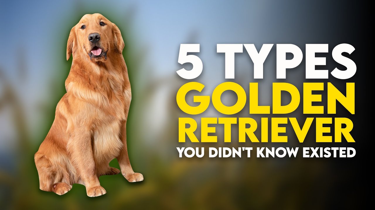 5 Types of Golden Retrievers You Didn't Know Existed
