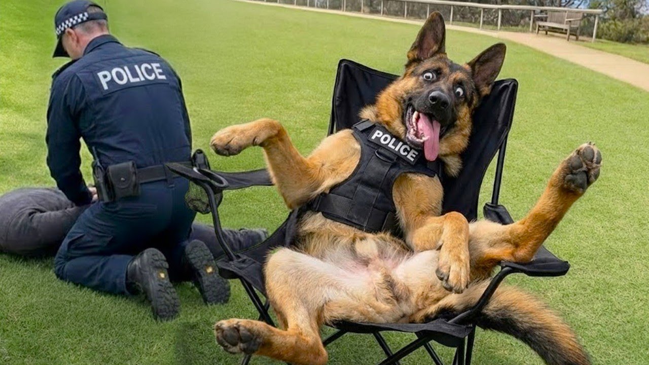 CUANDO LOS PERROS POLICIALES OLVIDAN SU TRABAJO 🐕👮‍♀