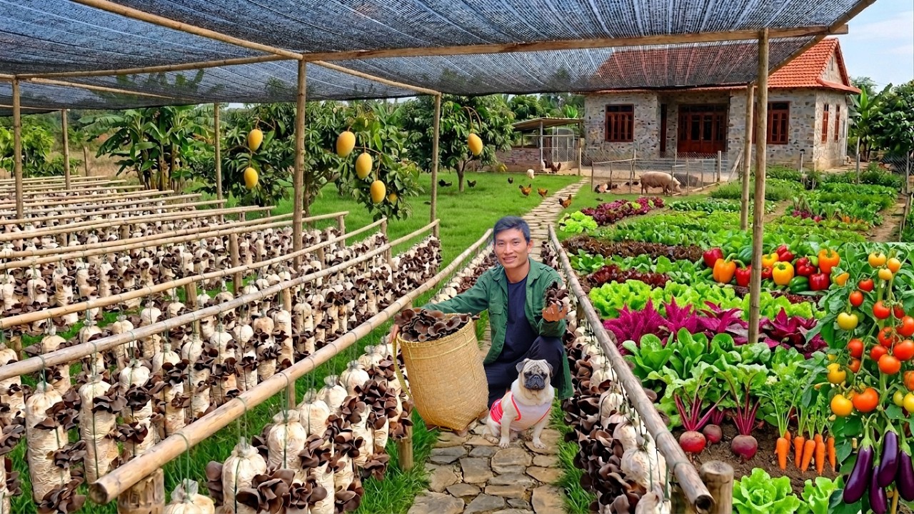 Officer Quit The City To Build A Farm, Harvest Wood Ear Mushrooms To Cook A Rustic Meal, Animal Care