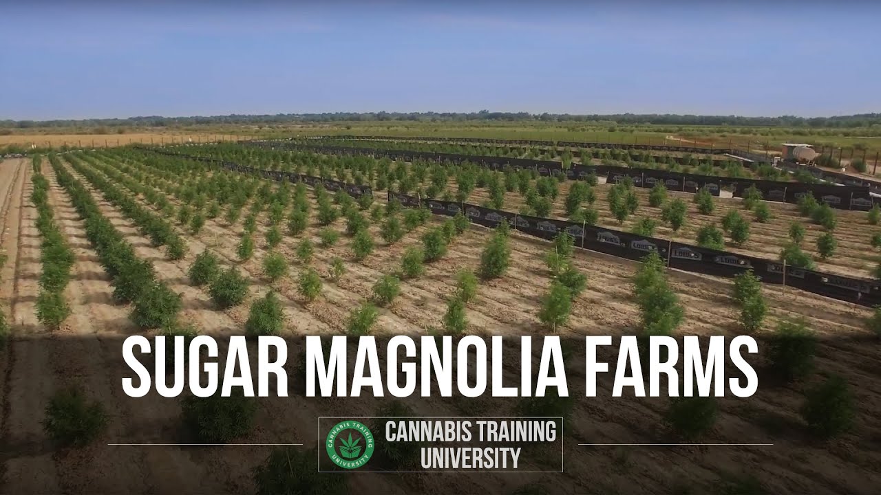 Sugar Magnolia Farms Outdoor Grow -How to Grow Weed. Organic Cannabis Farm. Colorado Cannabis Grow.