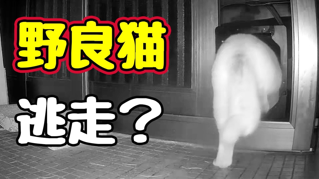 診察 失敗！【野良猫】