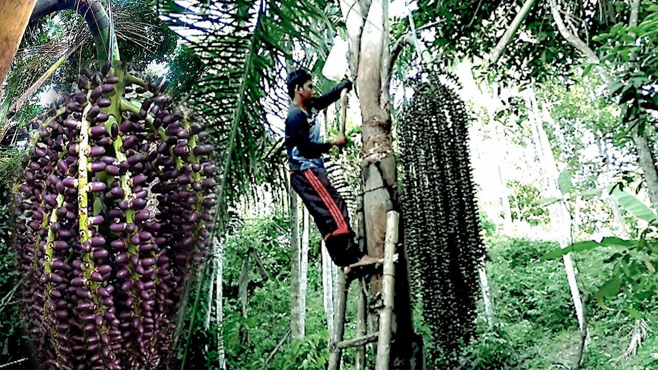 Традиционный: как и методы постучали Нира Арен, вода Нира, ладонь | Palm Sugar - Часть TC-001