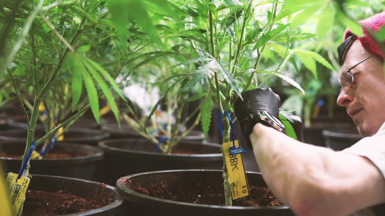 Nature's Process at Tweedleaf