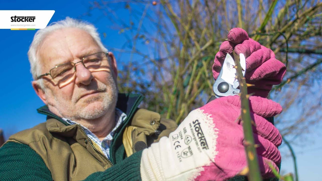 COME POTARE LA ROSA RAMPICANTE - guida con consigli per la potatura