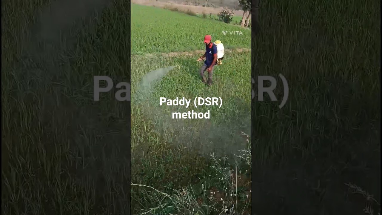 @Paddy direct seeded#DSR method#farmer.