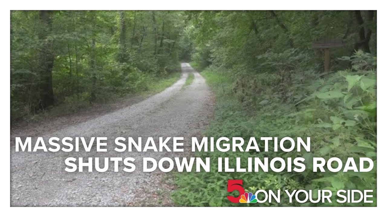 Massive snake migration shuts down miles of Illinois road