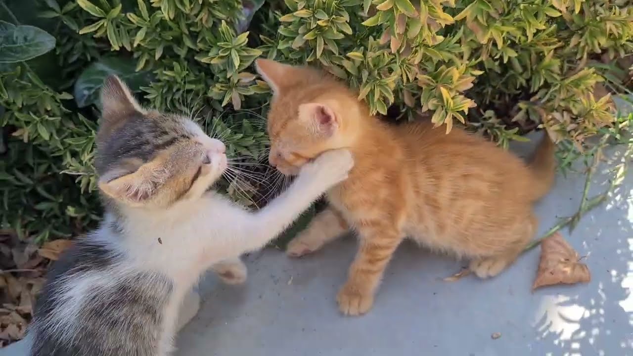 Very cute little kittens who only spend time playing games.