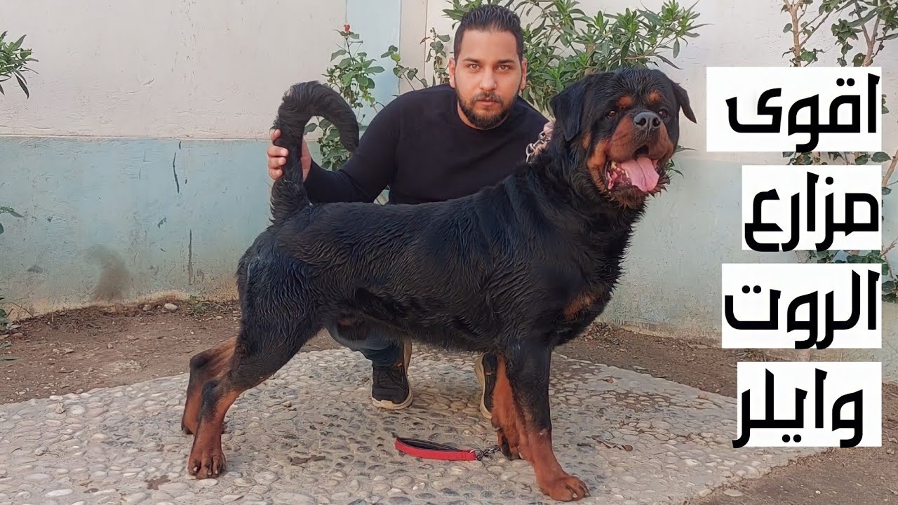مزرعة أ/حسام ايمن لكلاب الروت وايلر الشرسة بالاسعااار وارقام التليفون ومسابقة على جرو فالحلقة 🔥🔥