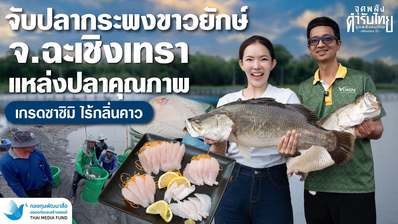 สื่อสร้างสรรค์ EP.8 | พารู้จักปลากะพงยักษ์!! ขาวผ่องฟาร์ม ฉะเชิงเทรา