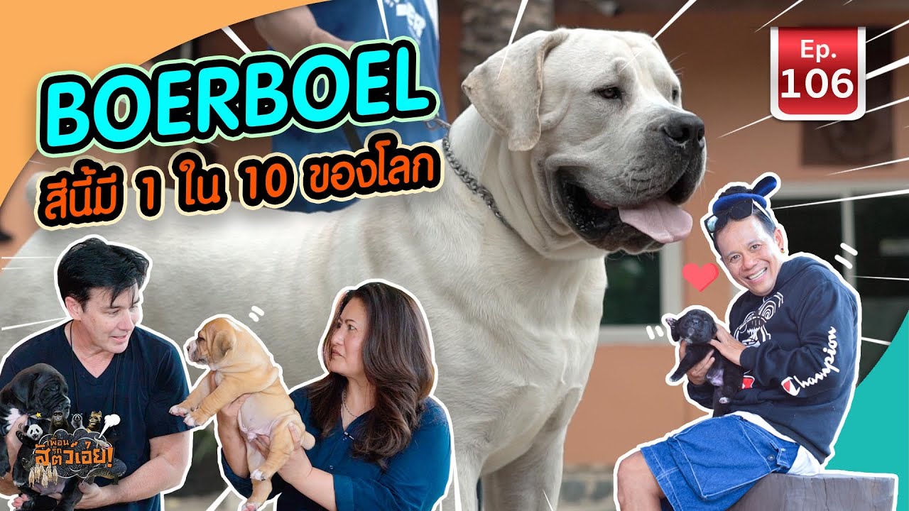 Boerboel สุนัขบัวโบว์สีนี้มี 1 ใน 10 ของโลก - เพื่อนรักสัตว์เอ๊ย EP.106
