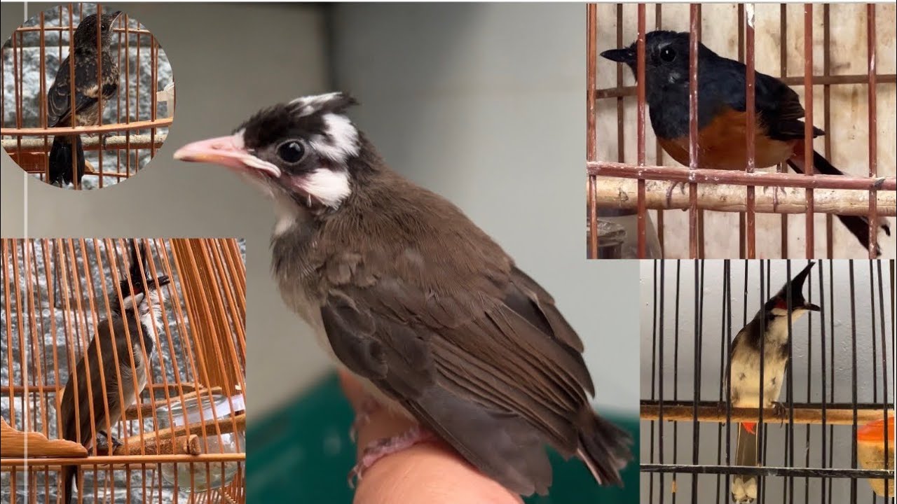 Lửa mái bông💫mào gốc Huế khủng💫mào bông đầu💫đất Gia Lai💫bộ to dài