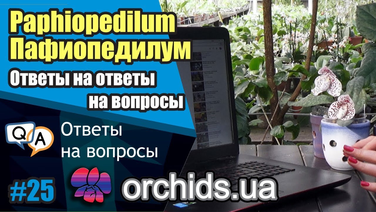 Пафиопедилум. Ответы на ответы на вопросы.