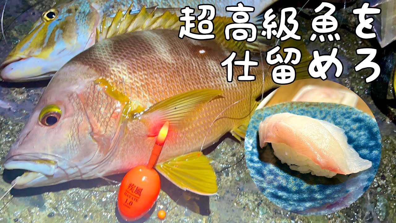 夏磯の王者、シブダイを仕留めろ！！【カゴ釣り&するするスルルー】
