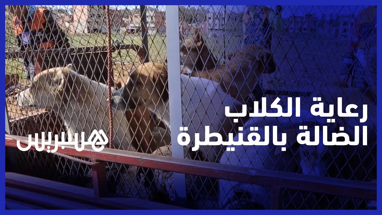 مبادرة تهدف إلى إيواء ورعاية 