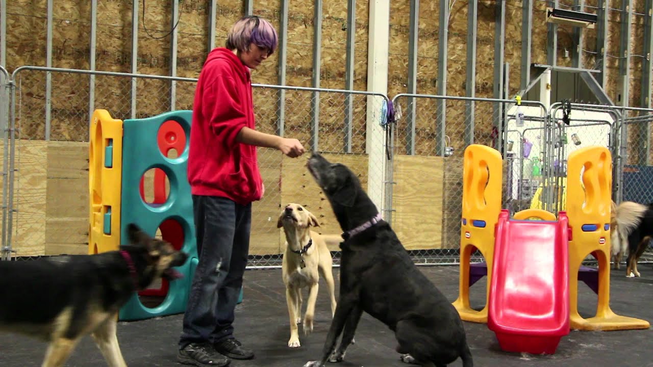 Happy Tails Doggy Daycare, Inc.