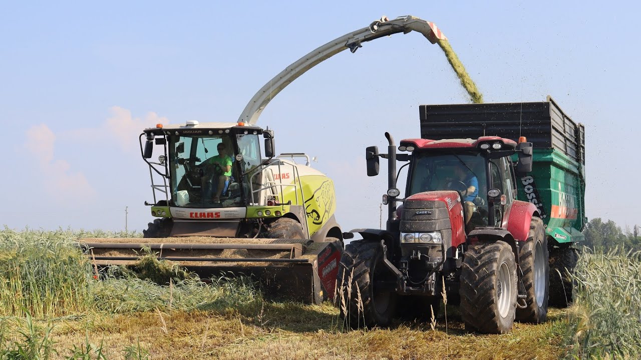 Claas Jaguar 960 | Trinciatura Triticale 2023