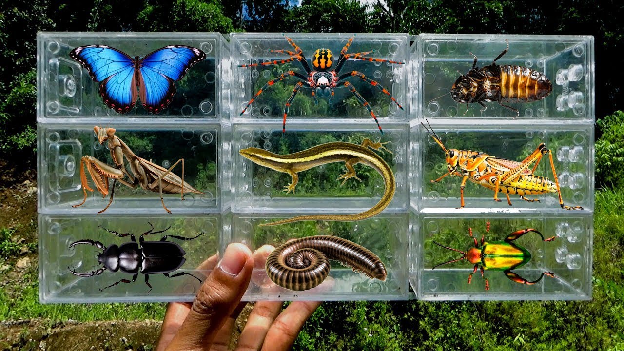 Catching for insects in the garden I got Butterfly, Spider, Praying Mantis, Beetle, Grasshopper!