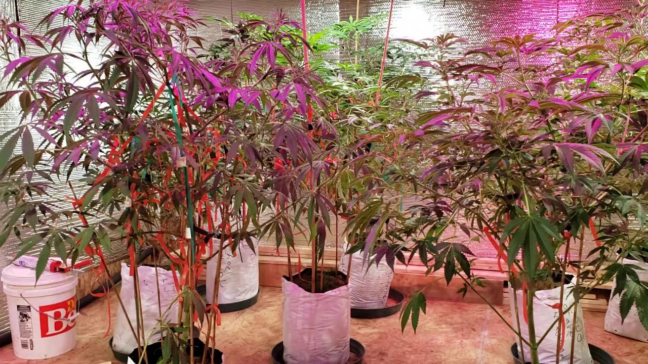 Recovery from training plants