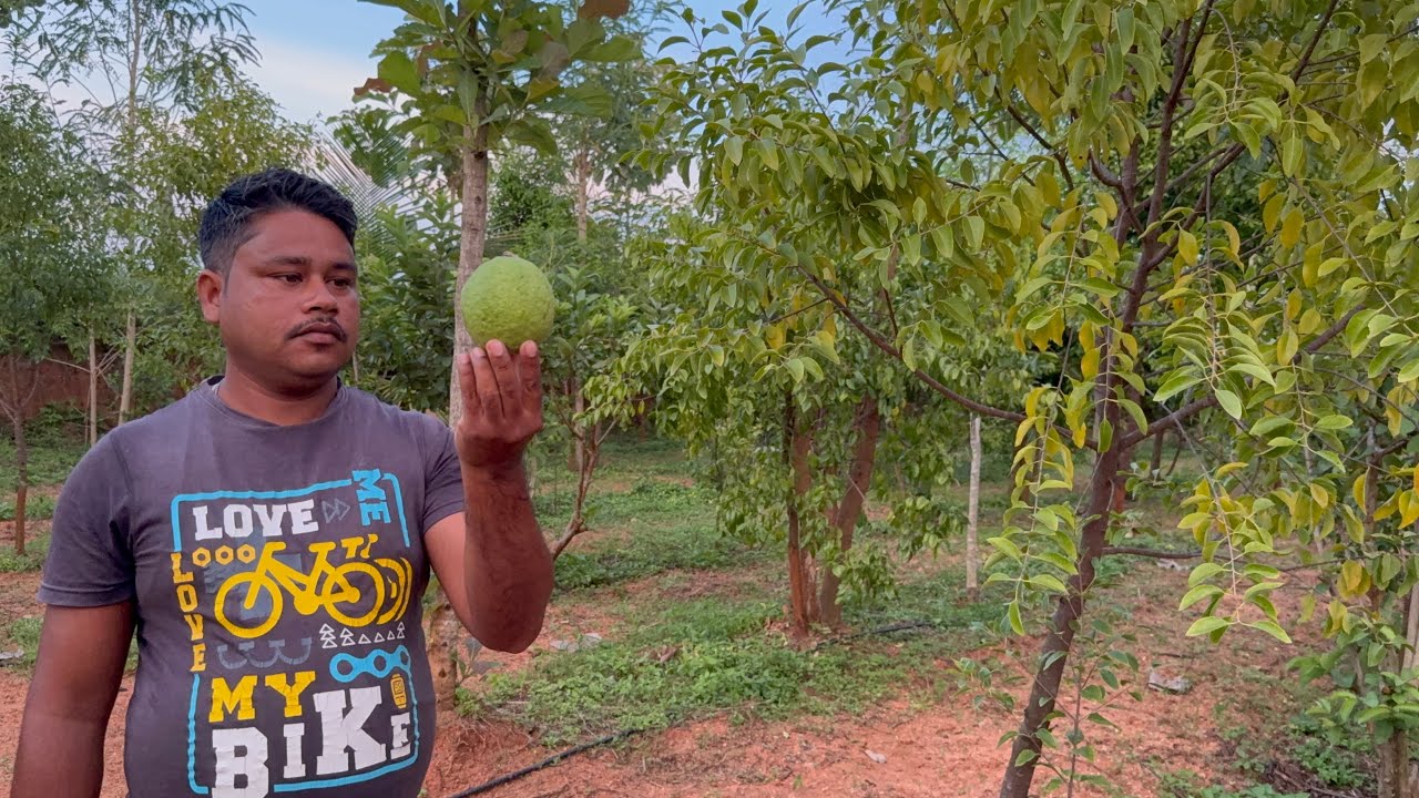 चंदन की खेती -रोग और कीट नियंत्रण- Sandalwood - GUAVA 