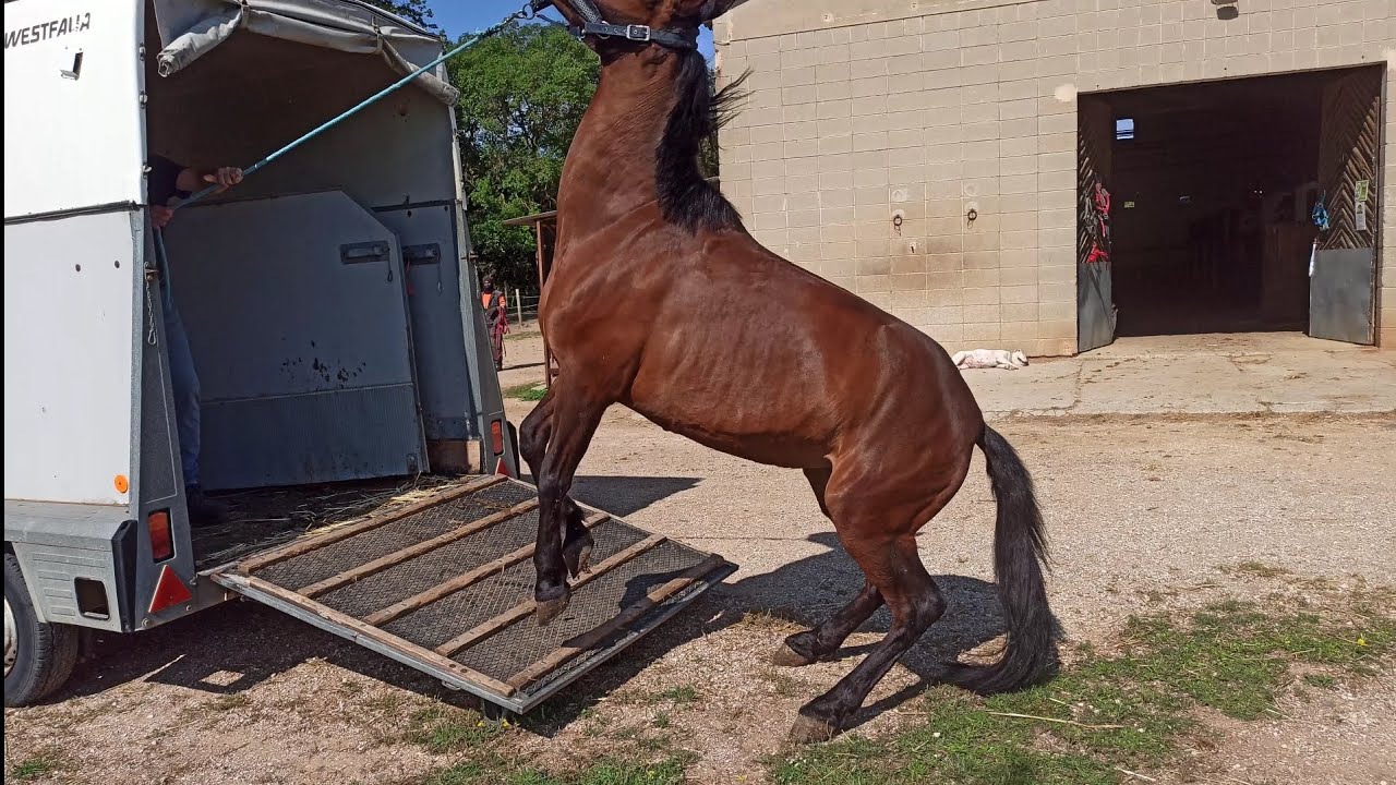 Yegua que parece ver el diabolo y recula a la fuerza del remolque