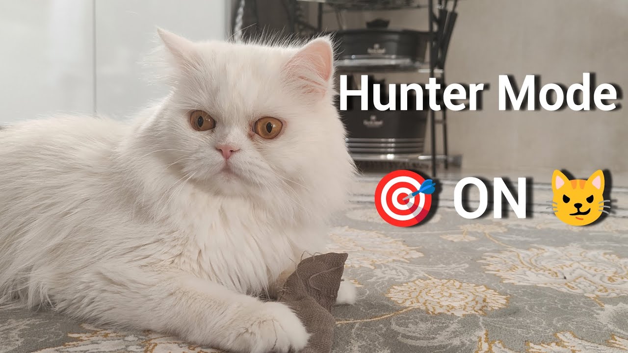 Hunter Mode & Cuddles 😼🤍 | My Playful Persian Cat Pani