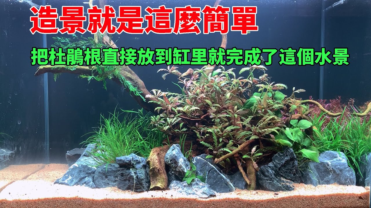 把一塊杜鵑根直接放到缸里，就完成了這個水景，造景就是這麼簡單|An aquarium landscape made of Rhododendron roots.