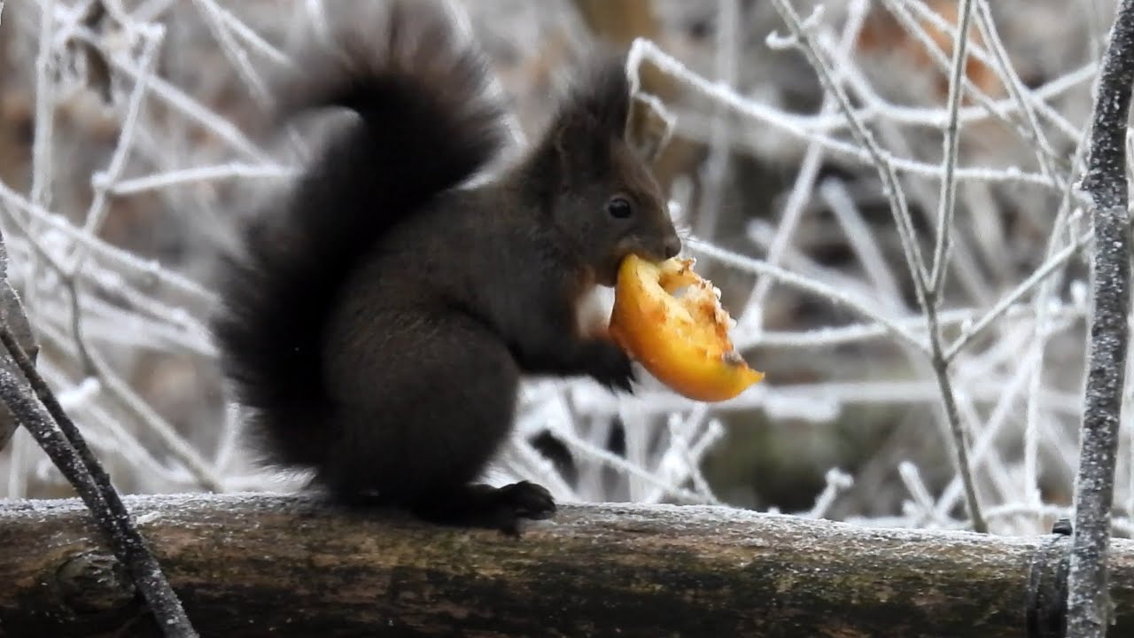 Veverka obecná, Red squirrel, Eurasisches Eichhörnchen, Eekhoorn, Écureuil roux 
