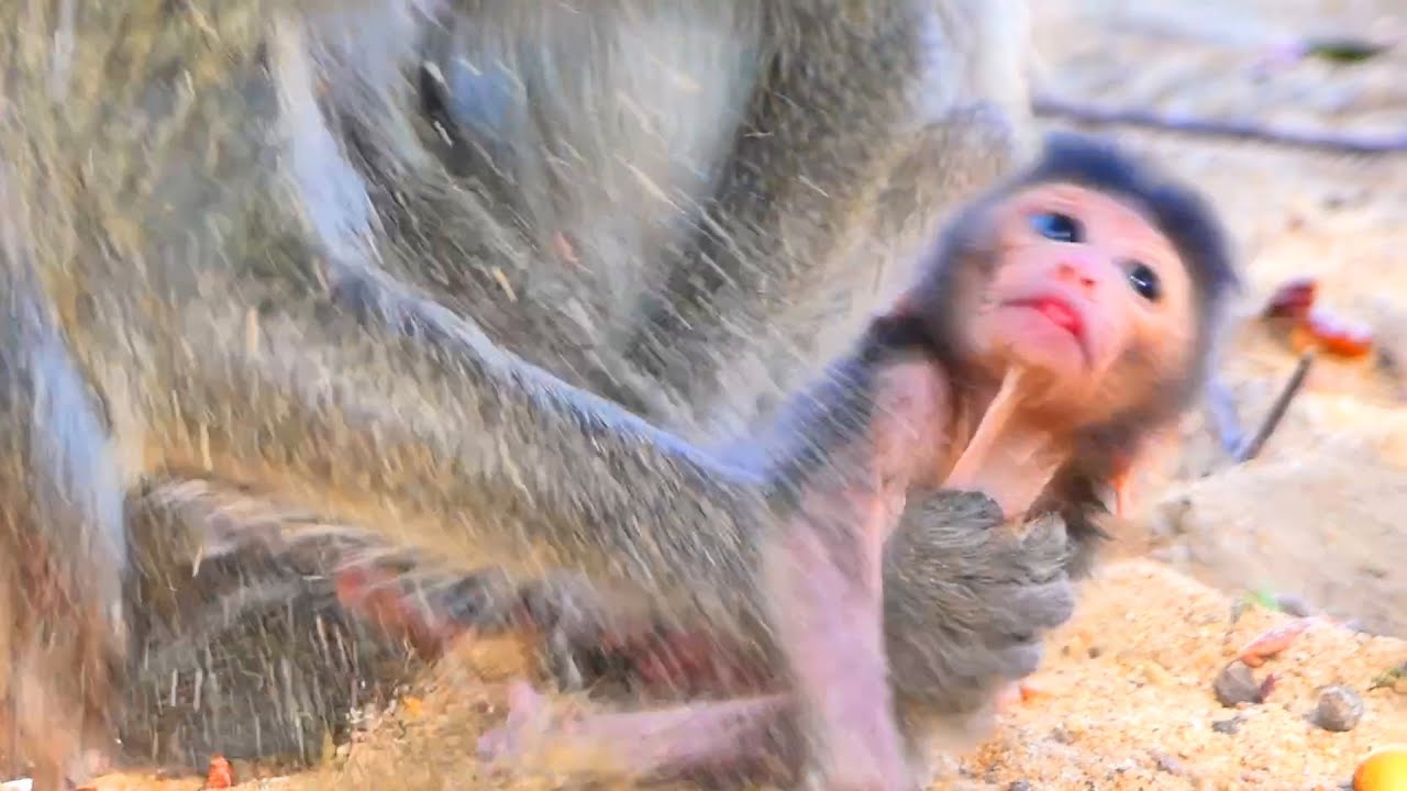 Just One Day Old — Newborn Baby Monkey Stays Close to Mama for Comfort 🐒❤️