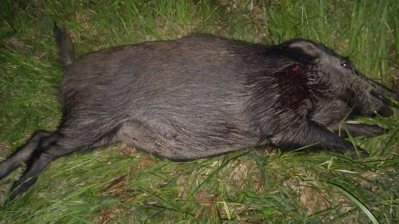 chasse sanglier...aff&ucirc;t