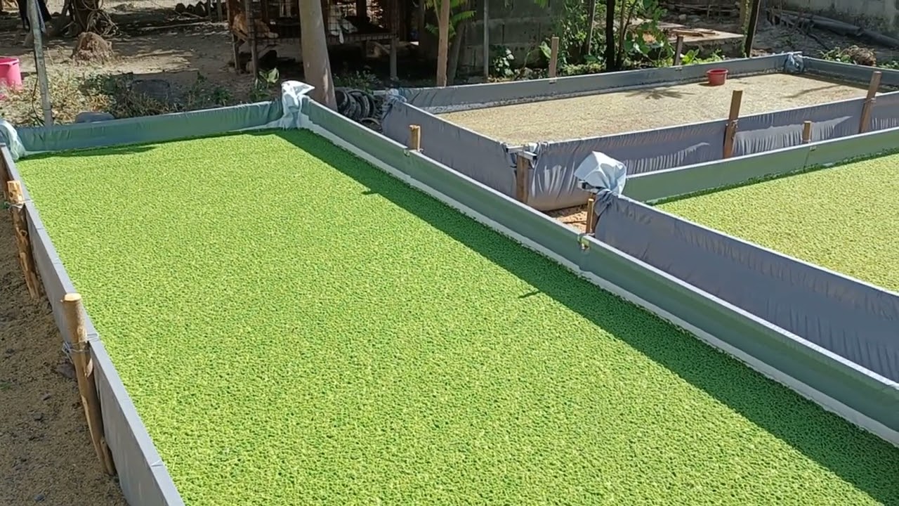Azolla cultivation / farming