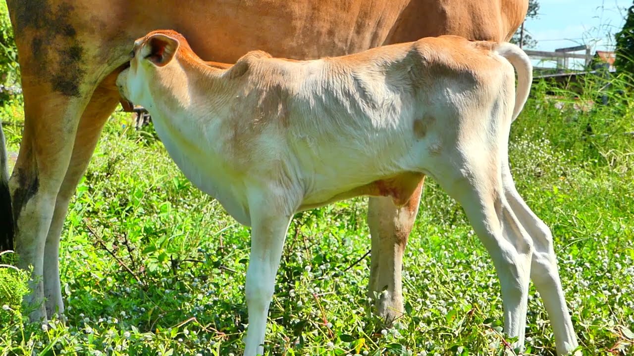 My Adorable Baby Cow Eating Show Mother Milk....!