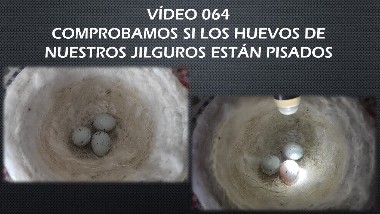 064 COMPROBAMOS SI LOS HUEVOS DE NUESTROS JILGUEROS ESTÁN PISADOS