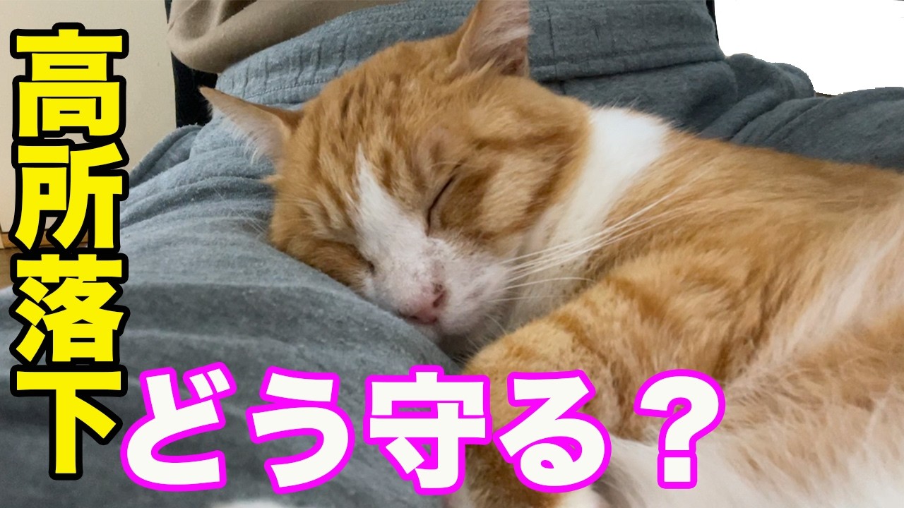 大切な猫が落下…二度と繰り返さないために