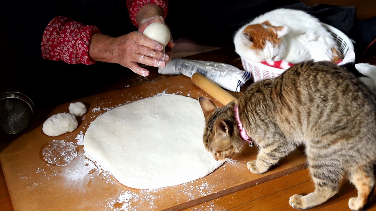 しろと餅つき機で餅つき pounding mochi and cat 191227