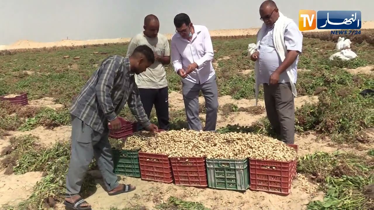 واد سوف: إنطلاق موسم جني الفول السوداني وسط تفاؤل بمستويات جيدة للإنتاج