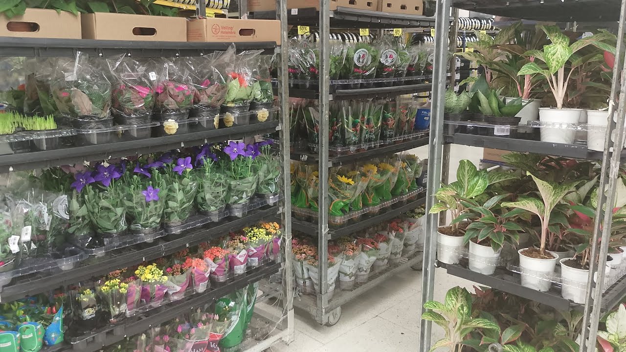 Quinta no #Carrefour  Norte Shopping RJ muitas plantas lindas vai la