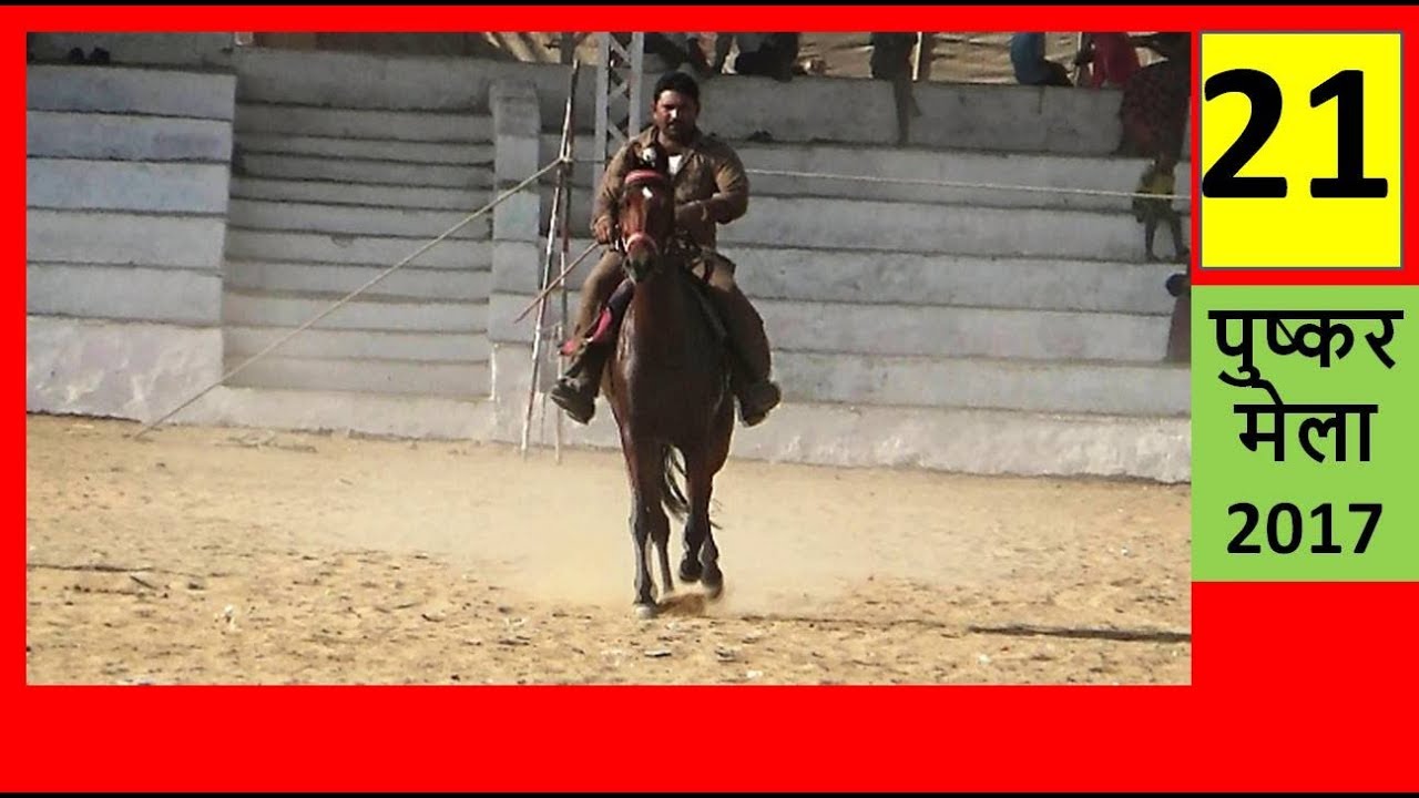 काठियावाड़ी घोडी :  पुष्कर मेला 2017 : Kathiyawadi Mares  In Pushkar Mela Horse Video घोड़ा विडियो