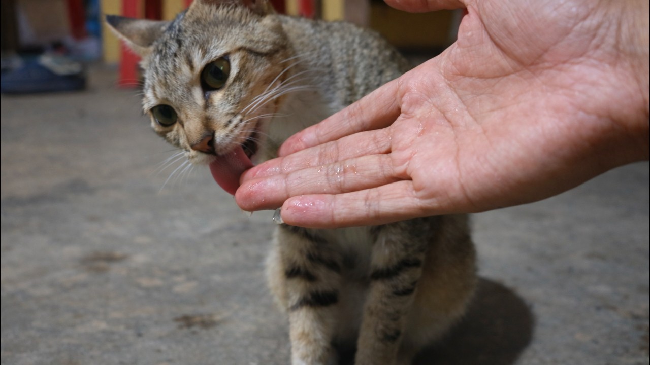 Cute Cat Drinking Water From My Hand | Adorable Cat Moment 🐱💧