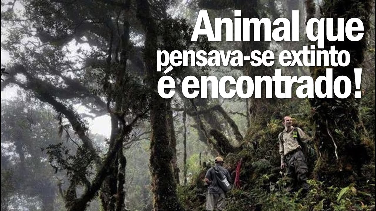Animal que pensava-se extinto é encontrado | Animal thought to be extinct | JV  Jornalismo Verdade