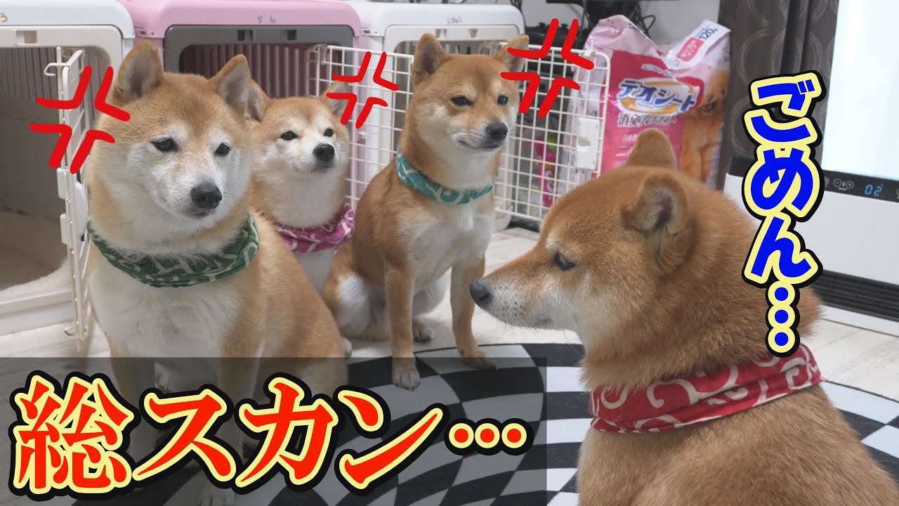 弟と妹の気持ちも考えず、自己中な行動をとった兄柴犬に天罰が下りました・・・