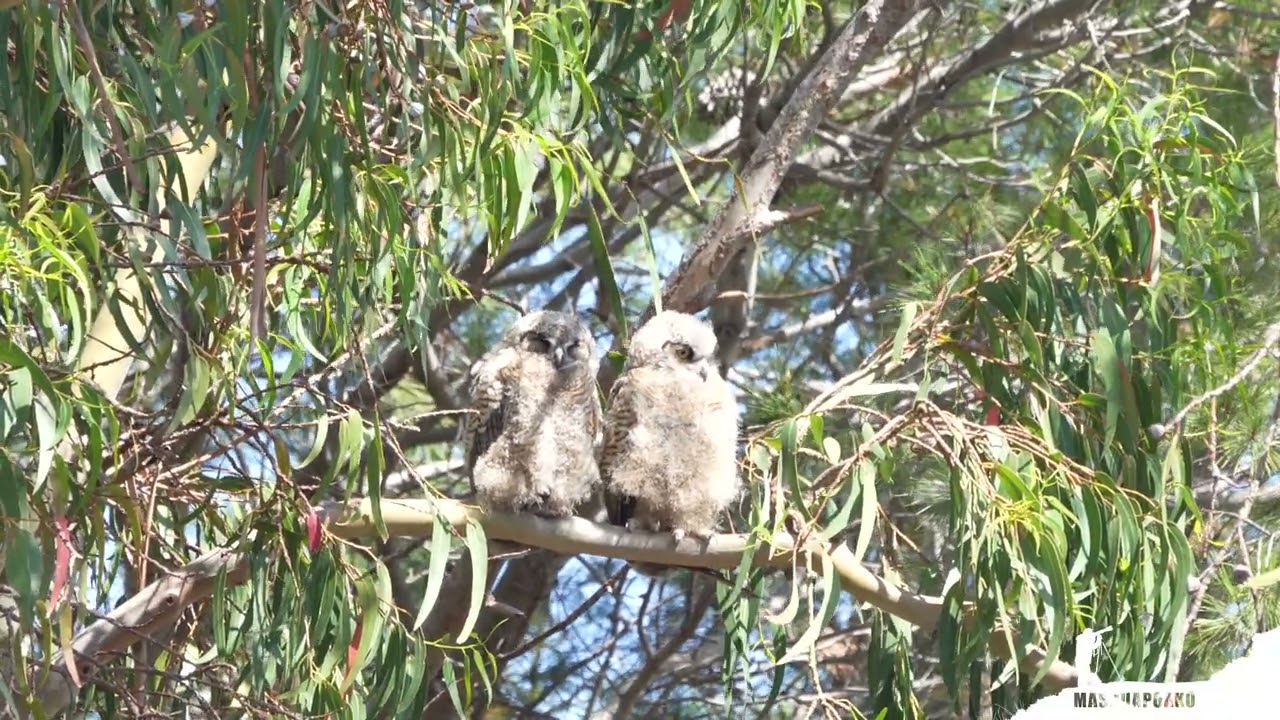 Great Horned Owl (Bubo Virginianus) Owlets